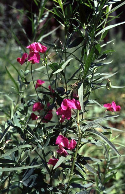  Image name: cicernia2.jpg 
 width: 400 pixel 
 height: 621 pixel 
 Size: 81240 bytes 
 Click to enlarge 